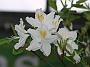 Rhodo Persil